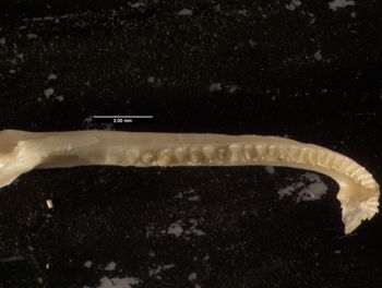 Media type: image;   Herpetology R-131846